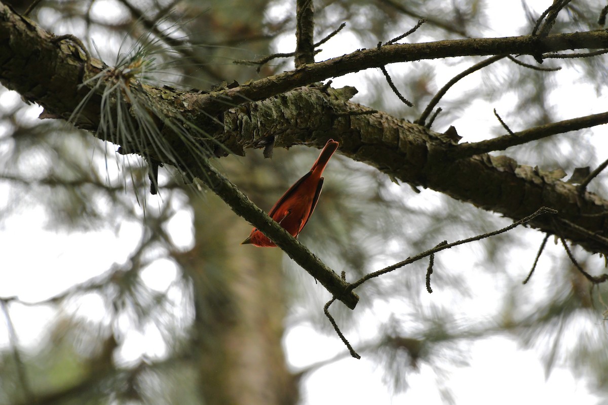 Summer Tanager - Larisa Prezioso