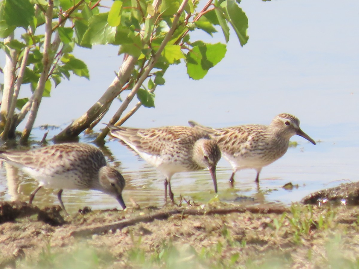 White-rumped Sandpiper - ML619497815