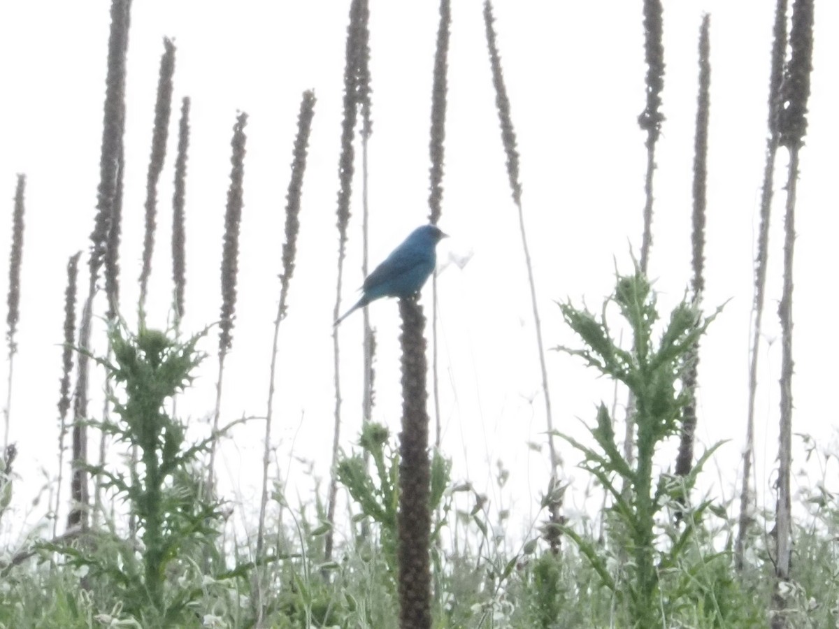 Indigo Bunting - Bob Maddox