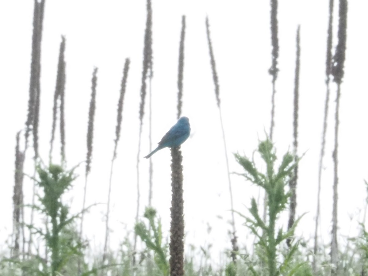 Indigo Bunting - Bob Maddox