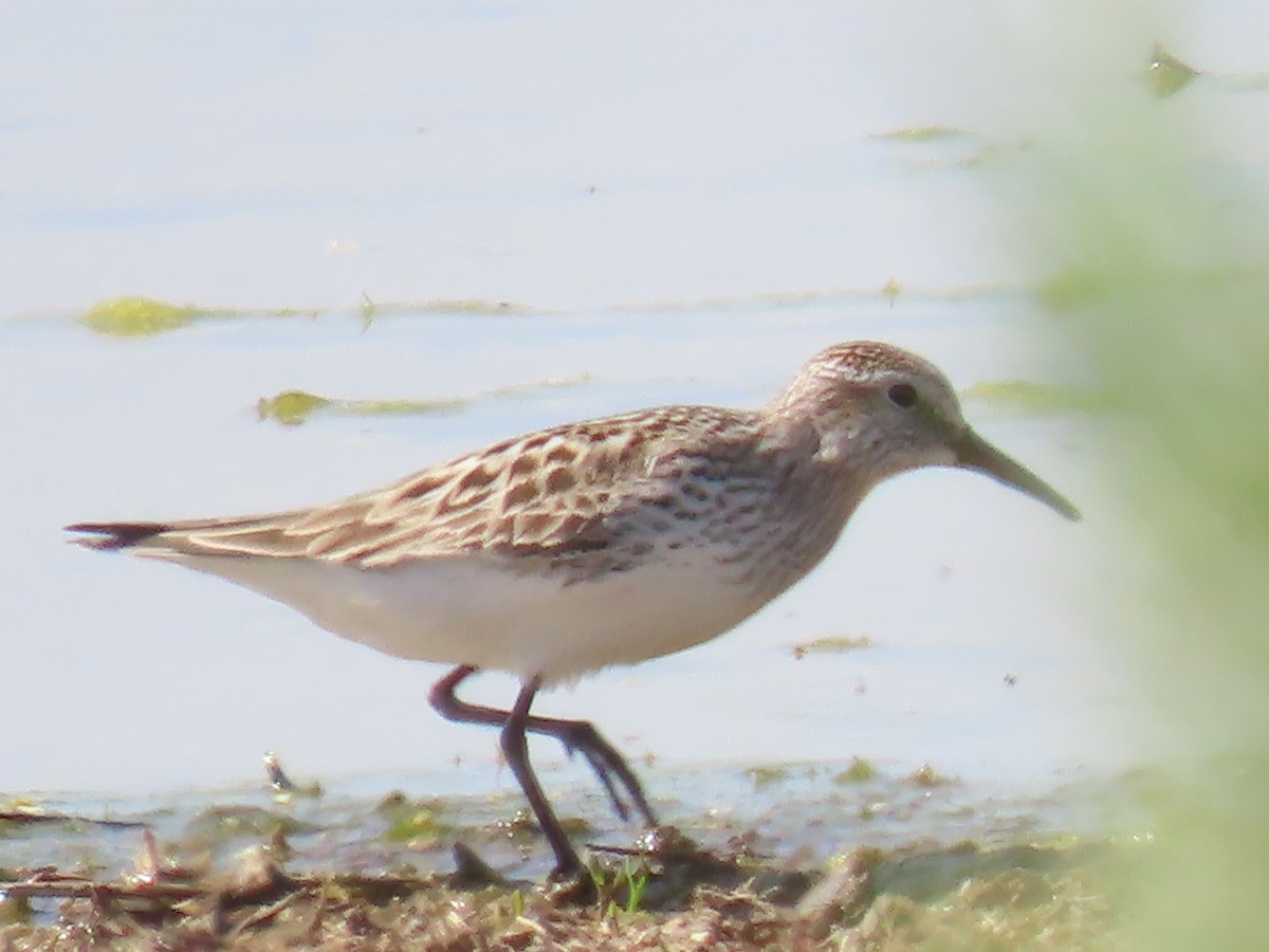 White-rumped Sandpiper - ML619497820