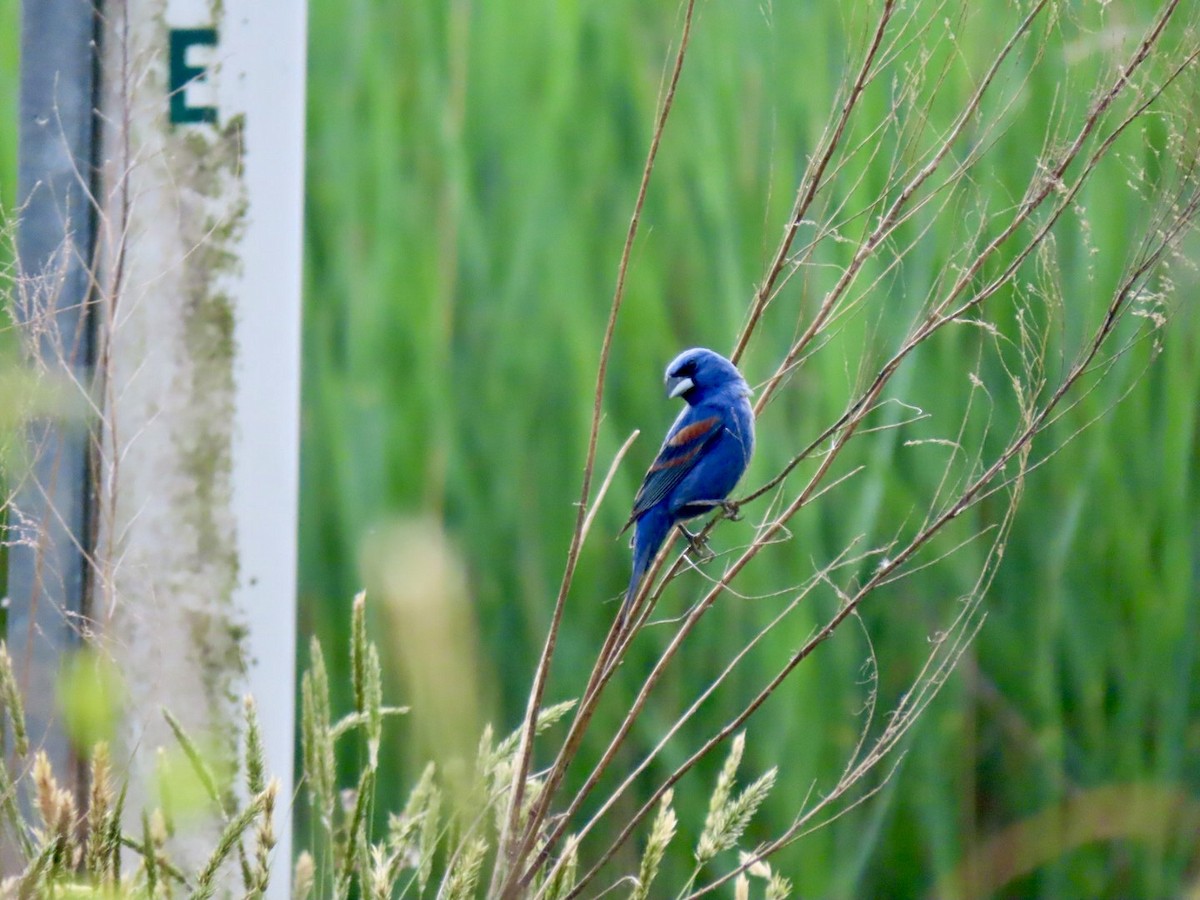 Blue Grosbeak - Lindsay McNamara