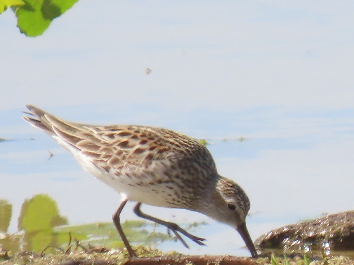 White-rumped Sandpiper - ML619497827