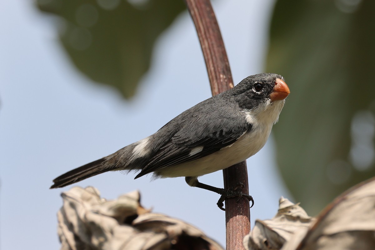 White-bellied Seedeater - Hubert Stelmach