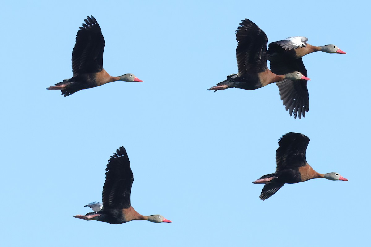 Black-bellied Whistling-Duck - David Wilson