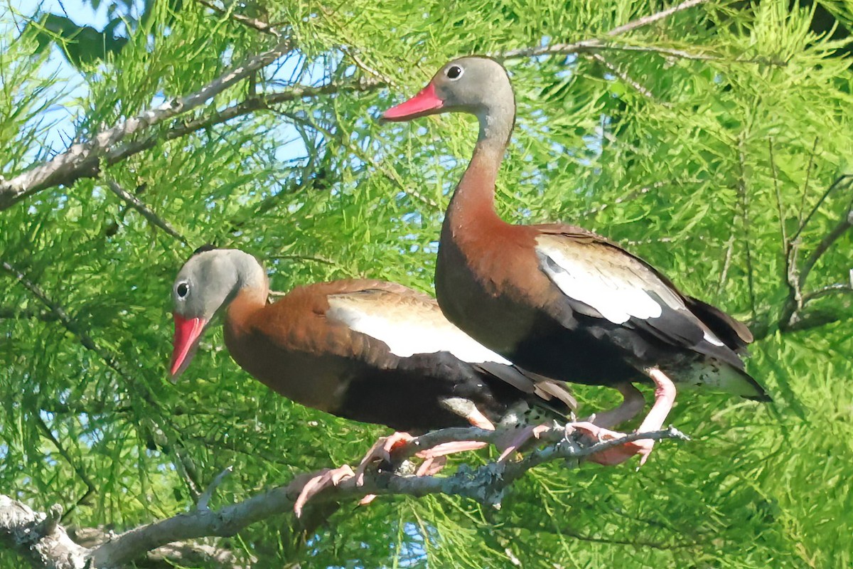 Black-bellied Whistling-Duck - David Wilson