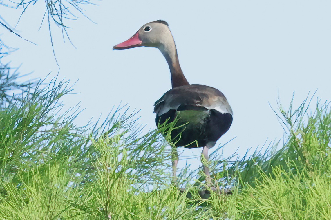 Black-bellied Whistling-Duck - David Wilson