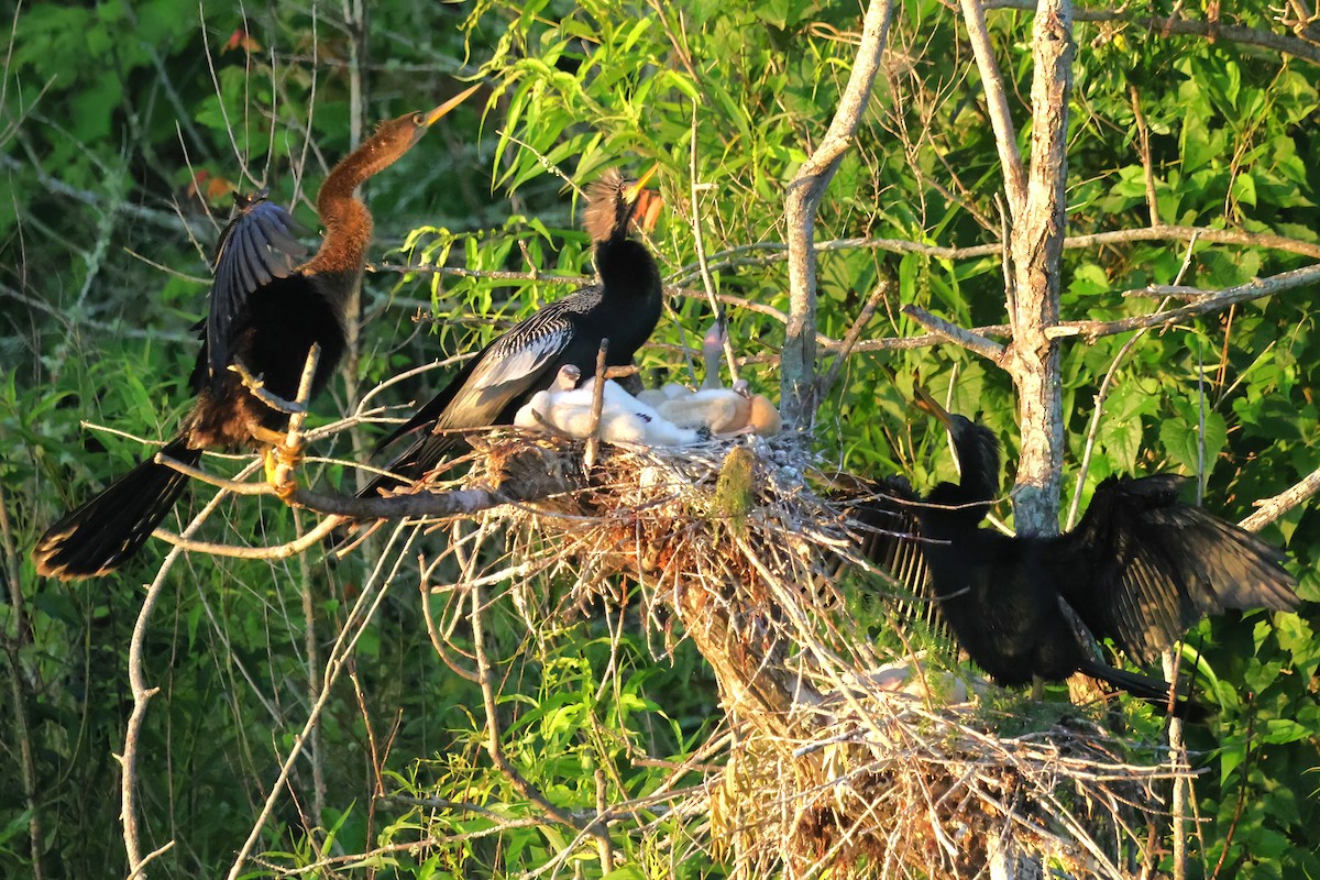 Anhinga - David Wilson