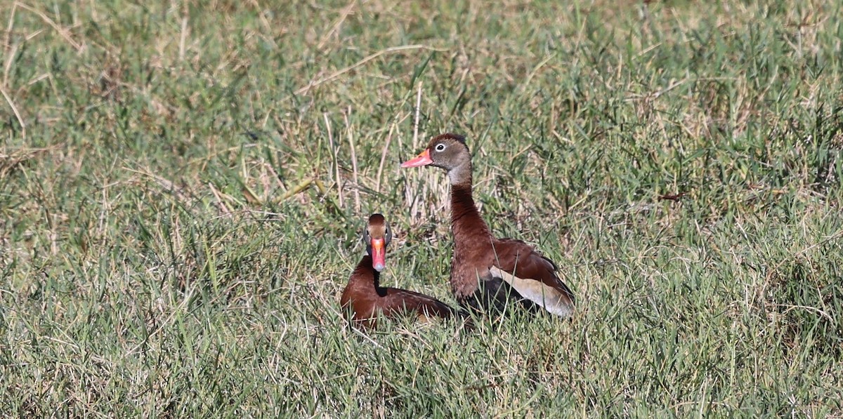 Black-bellied Whistling-Duck - Gregory Hamlin