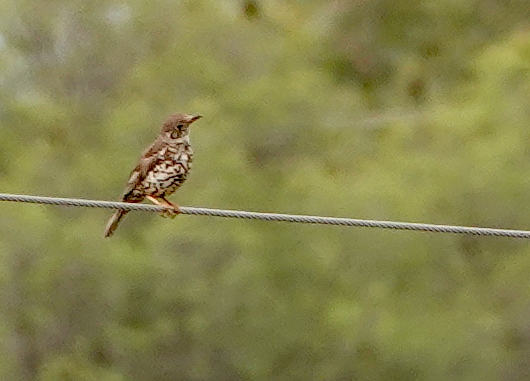 Mistle Thrush - Diane Drobka