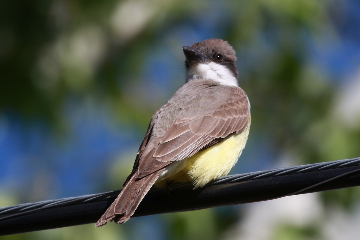 Thick-billed Kingbird - Jesse Pline