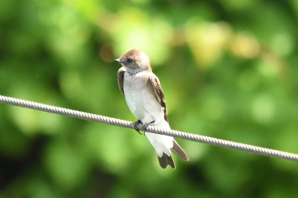 Northern Rough-winged Swallow - Teresa Mawhinney