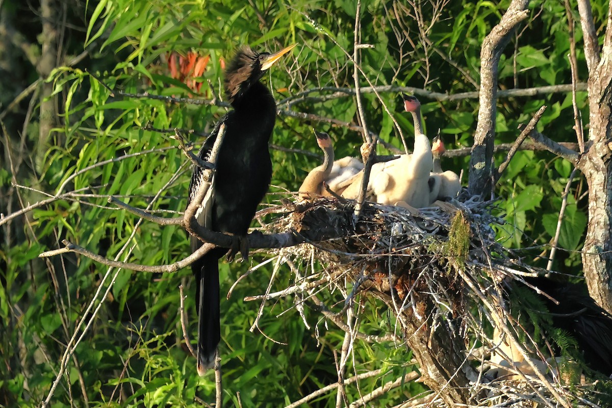 Anhinga - David Wilson