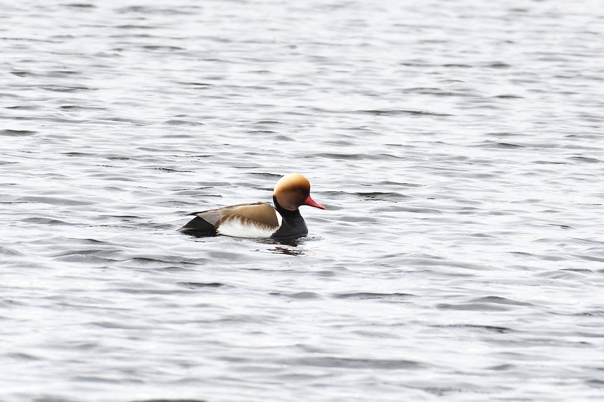 Red-crested Pochard - Oleksandr Nastachenko🇺🇦