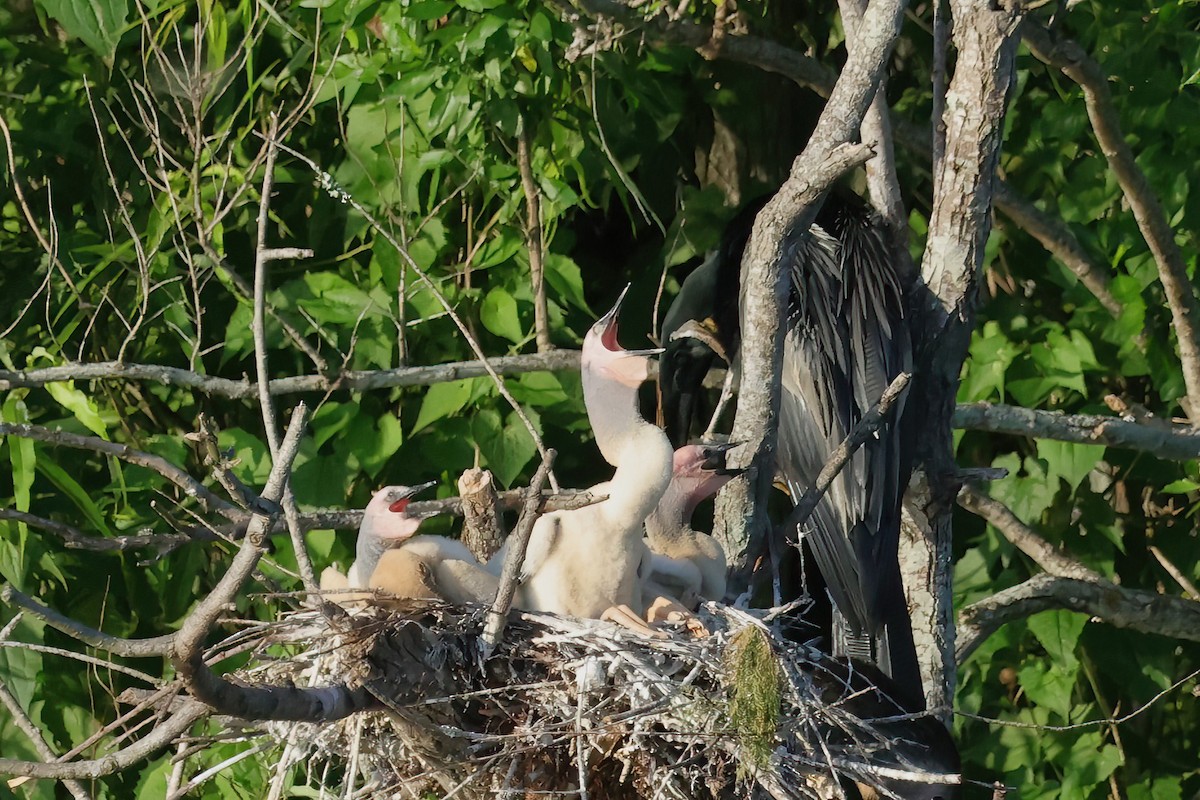 Anhinga - David Wilson