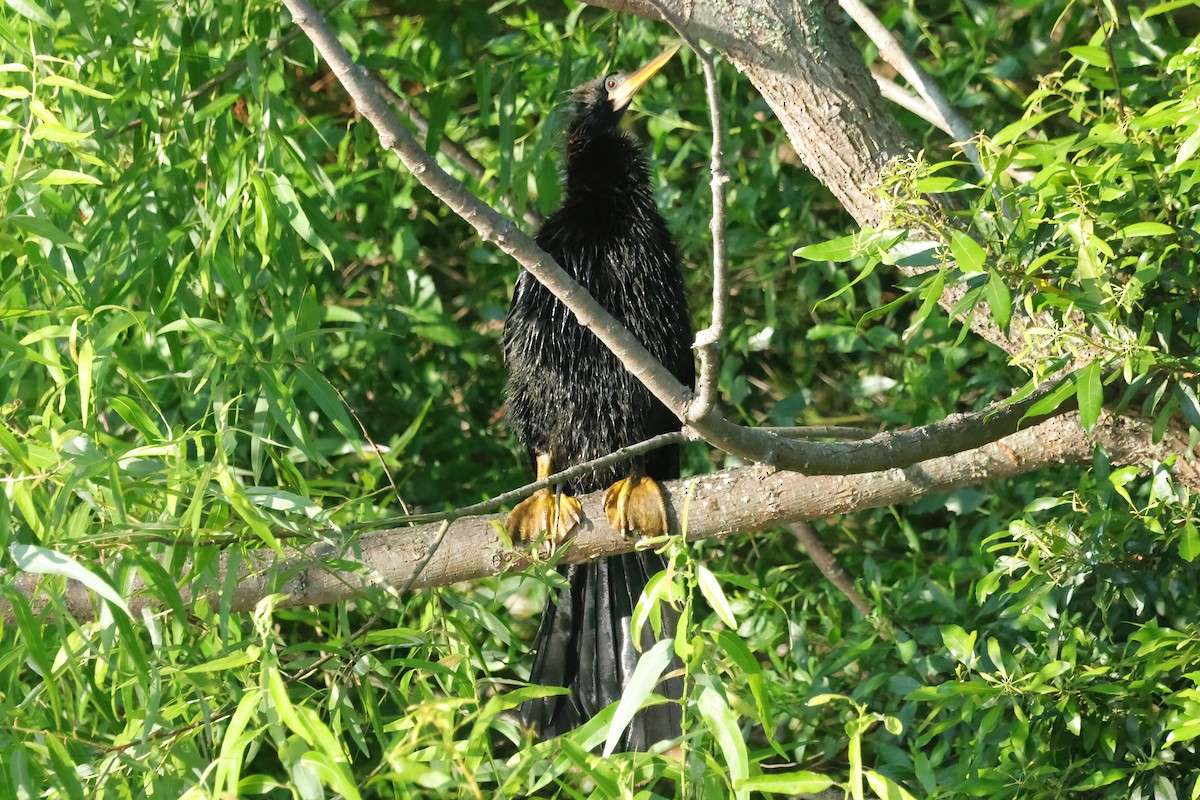 Anhinga - David Wilson