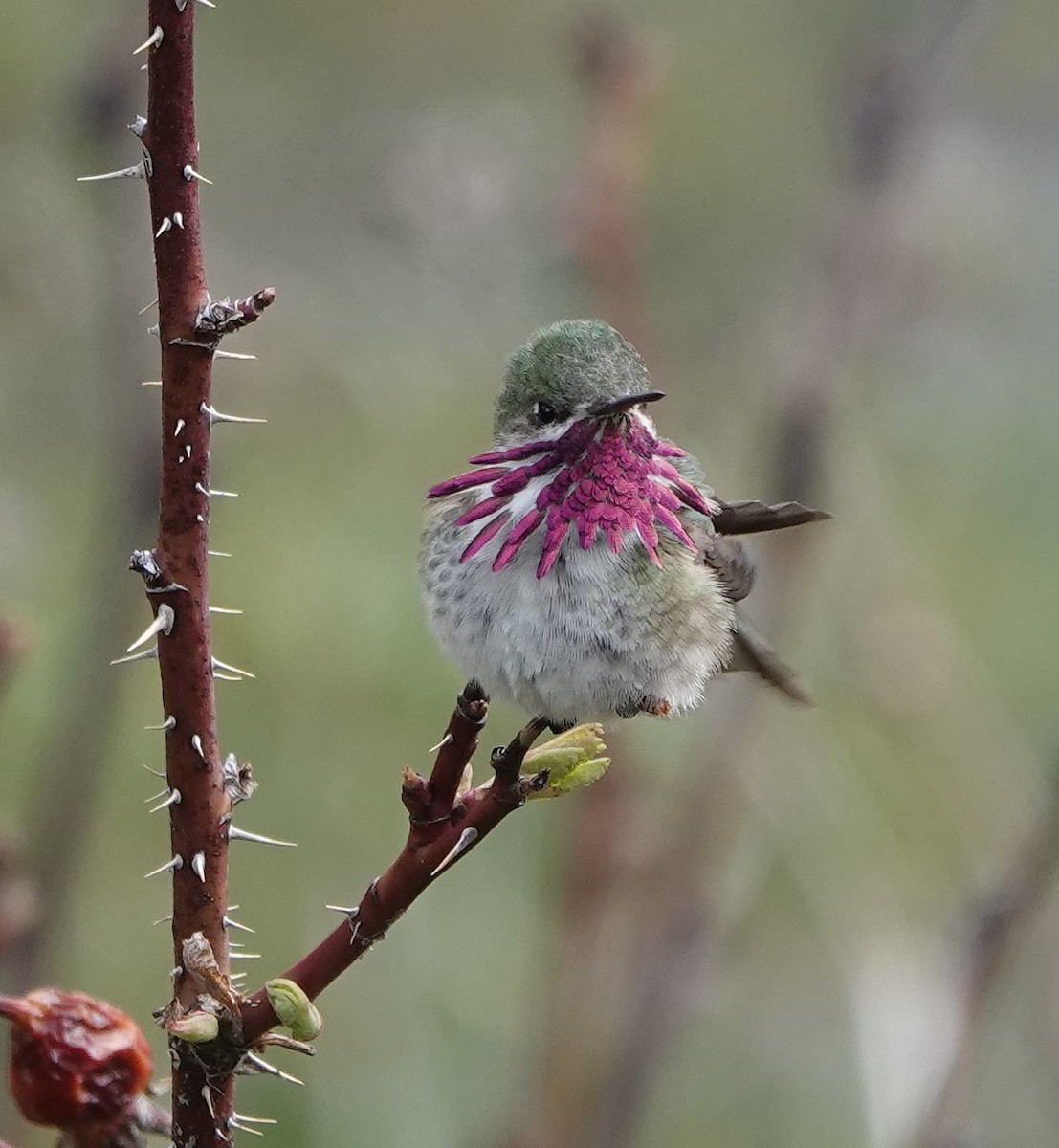 Calliope Hummingbird - Pat Lucas