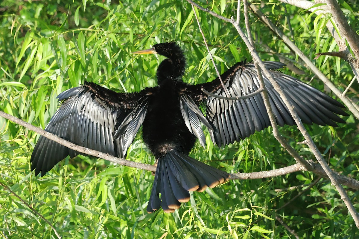 Anhinga - David Wilson