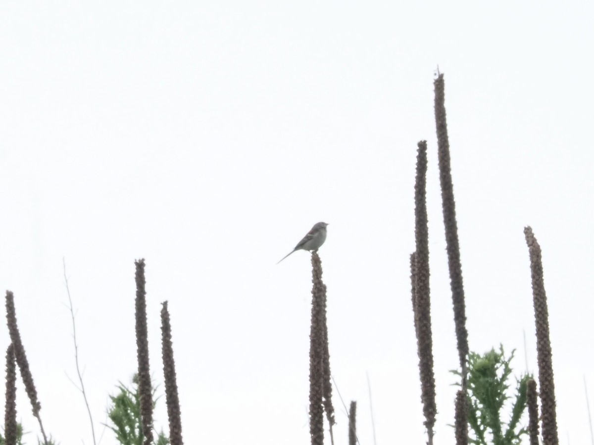 Field Sparrow - Bob Maddox