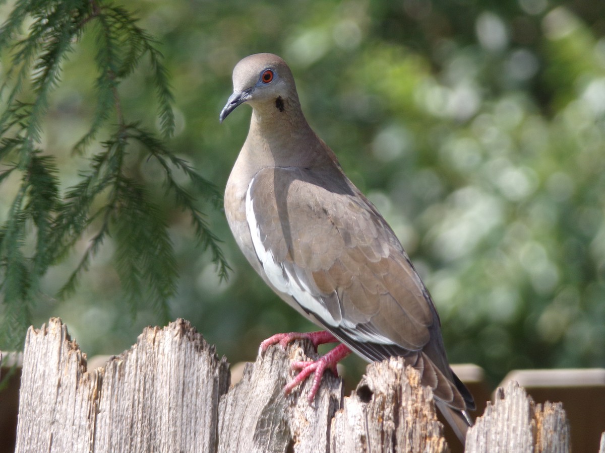 White-winged Dove - Texas Bird Family