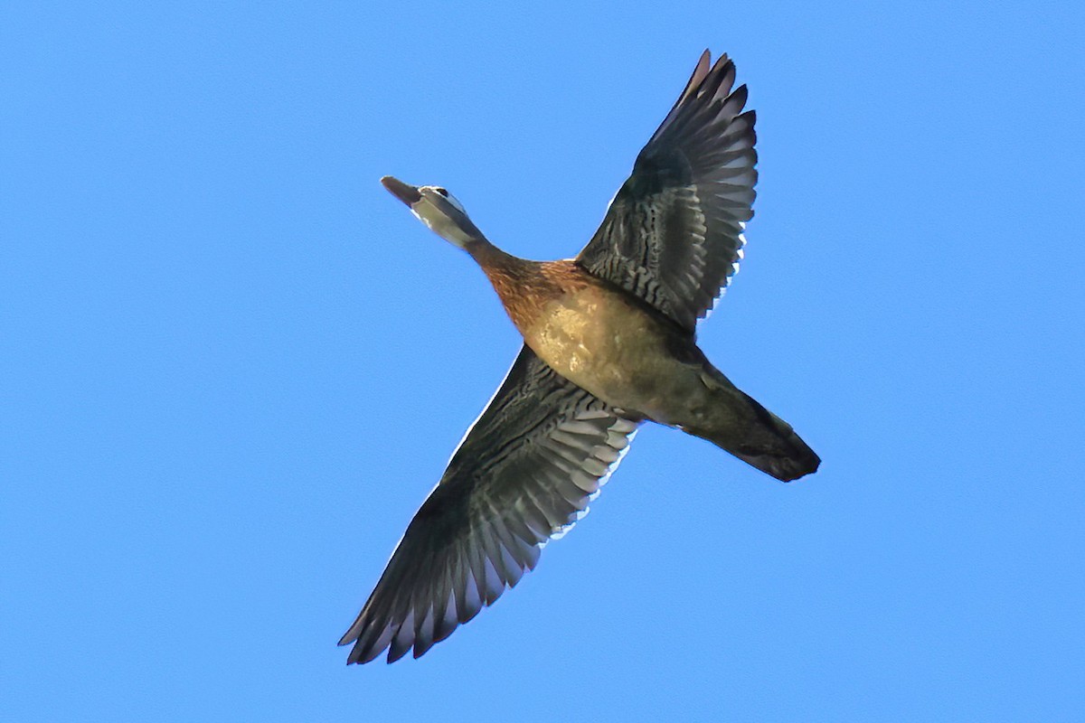 Wood Duck - David Wilson