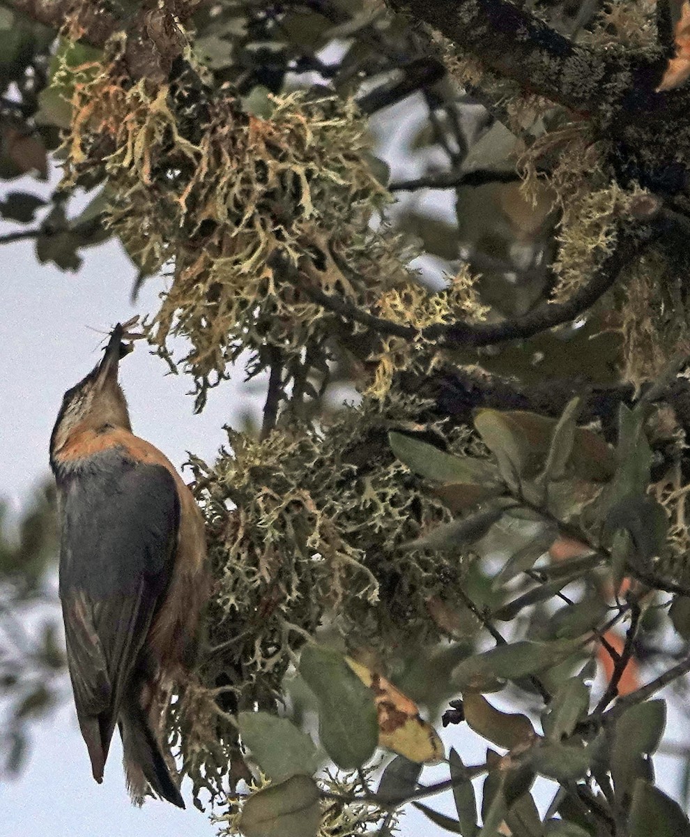 Eurasian Nuthatch - Diane Drobka