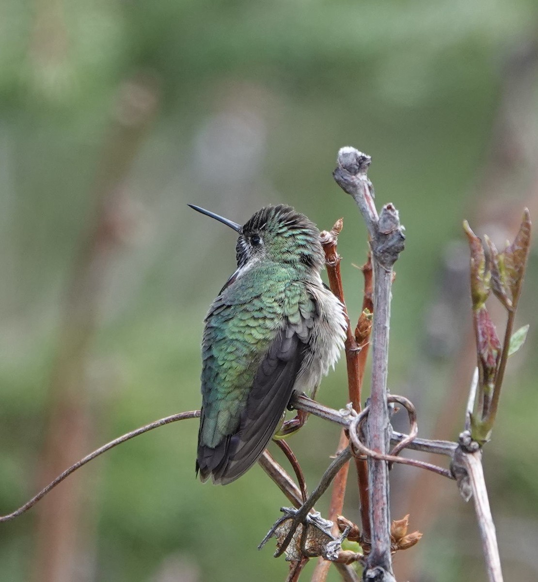 Calliope Hummingbird - Pat Lucas
