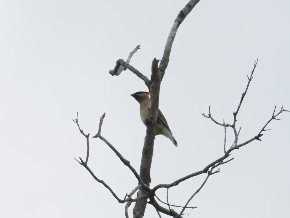 Cedar Waxwing - Bob Maddox