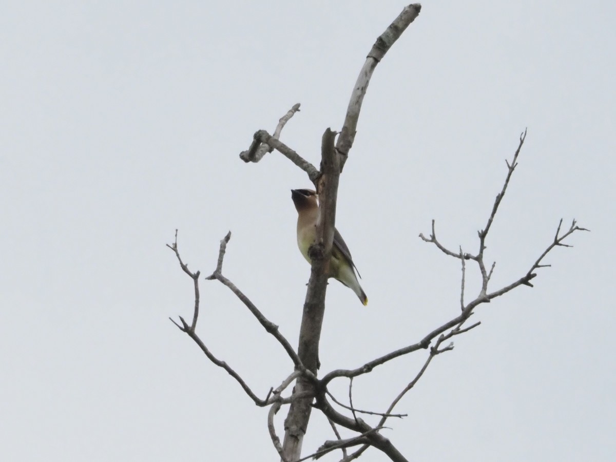 Cedar Waxwing - Bob Maddox