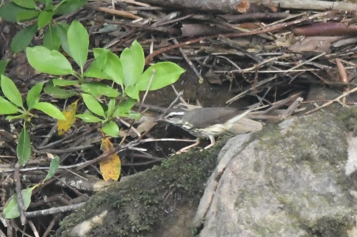 Louisiana Waterthrush - ML619497870