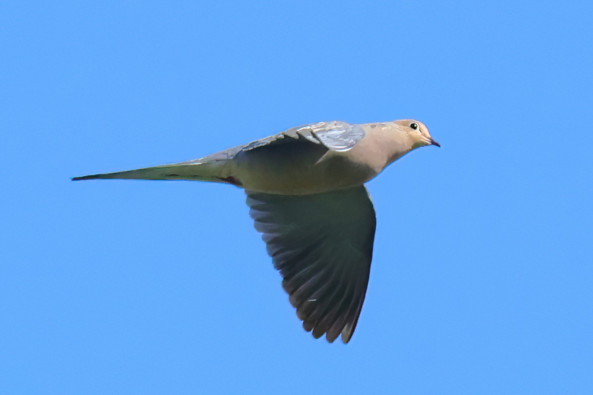 Mourning Dove - David Wilson