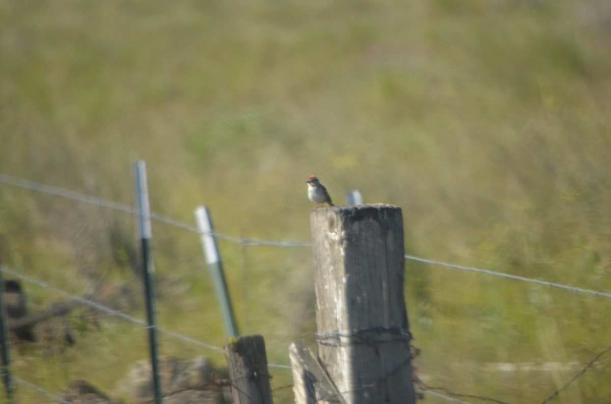 Chipping Sparrow - Charles Taft