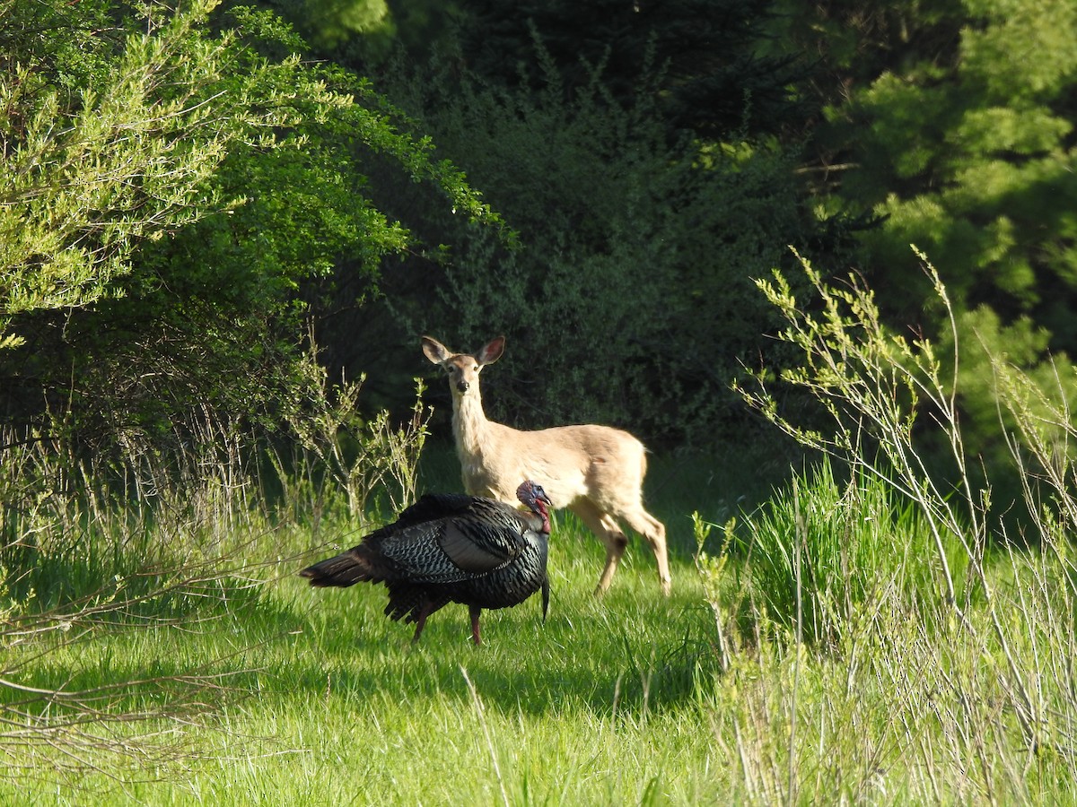 Wild Turkey - Laura Wilson