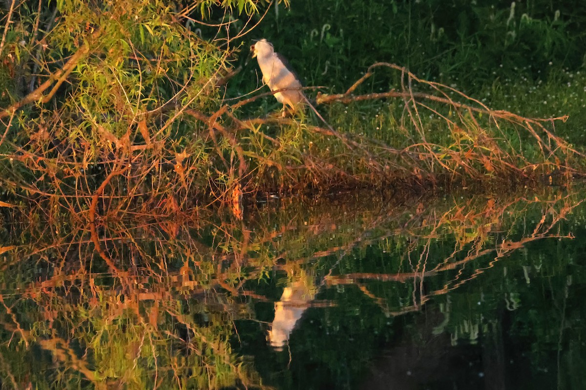 Black-crowned Night Heron - David Wilson