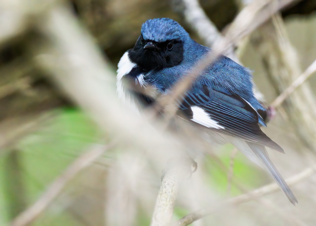 Black-throated Blue Warbler - Edward Jay Rehm