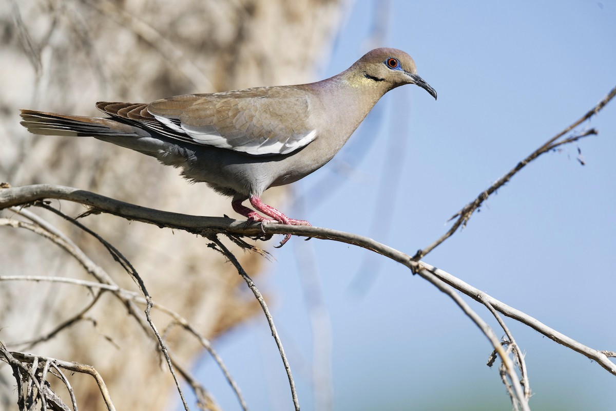 White-winged Dove - Anonymous