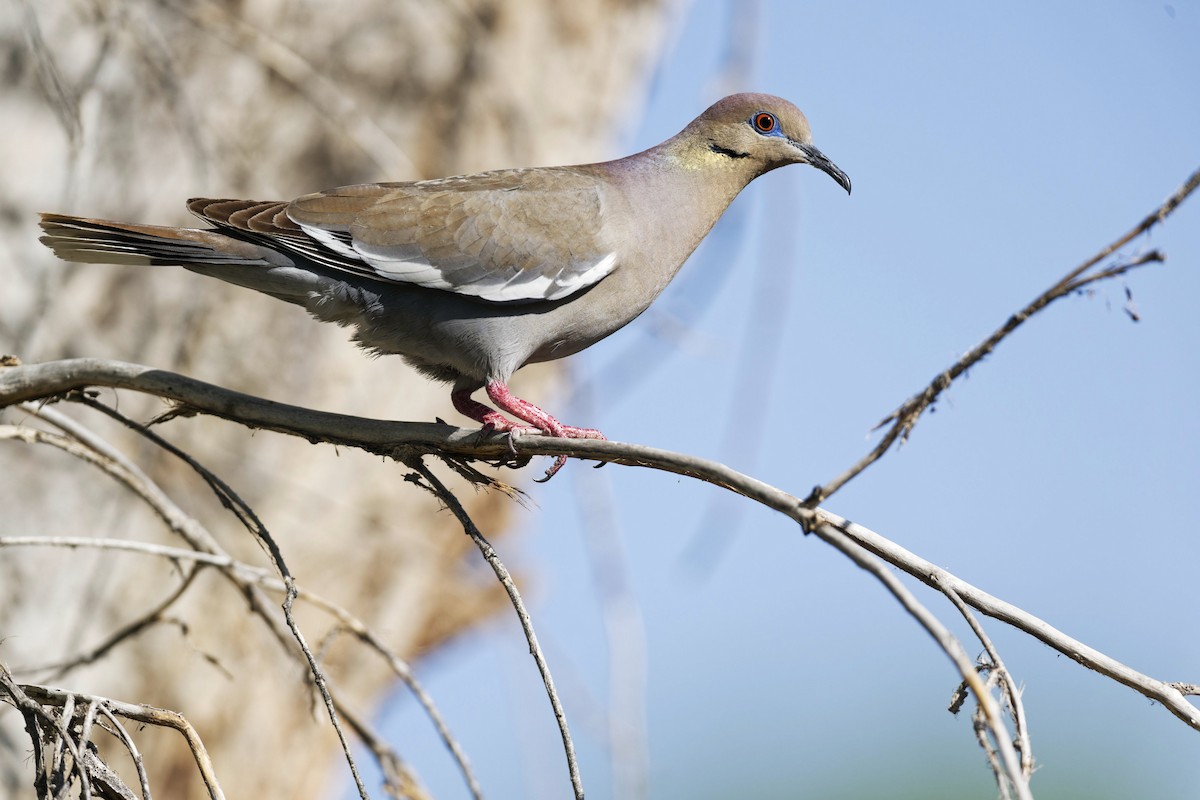 White-winged Dove - ML619497879