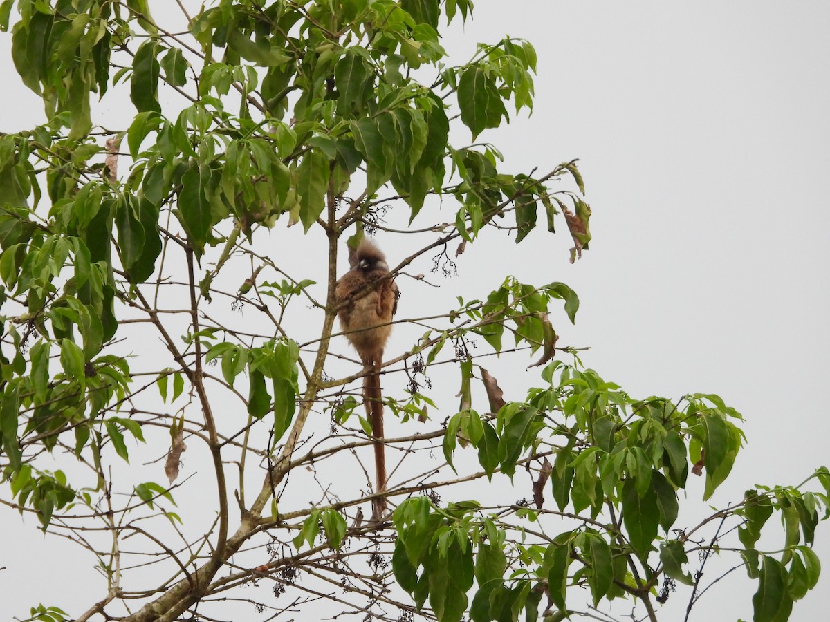 Speckled Mousebird - Jonathan Onongo