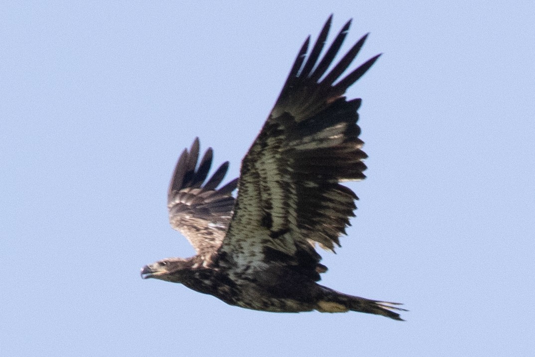 Bald Eagle - ML619497886