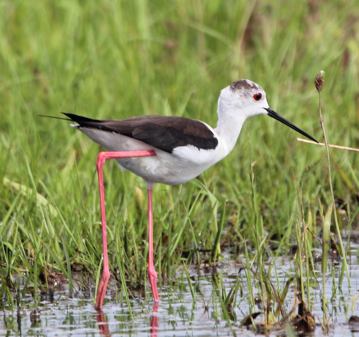 Black-winged Stilt - Pablo Miki Garcia Gonzalez