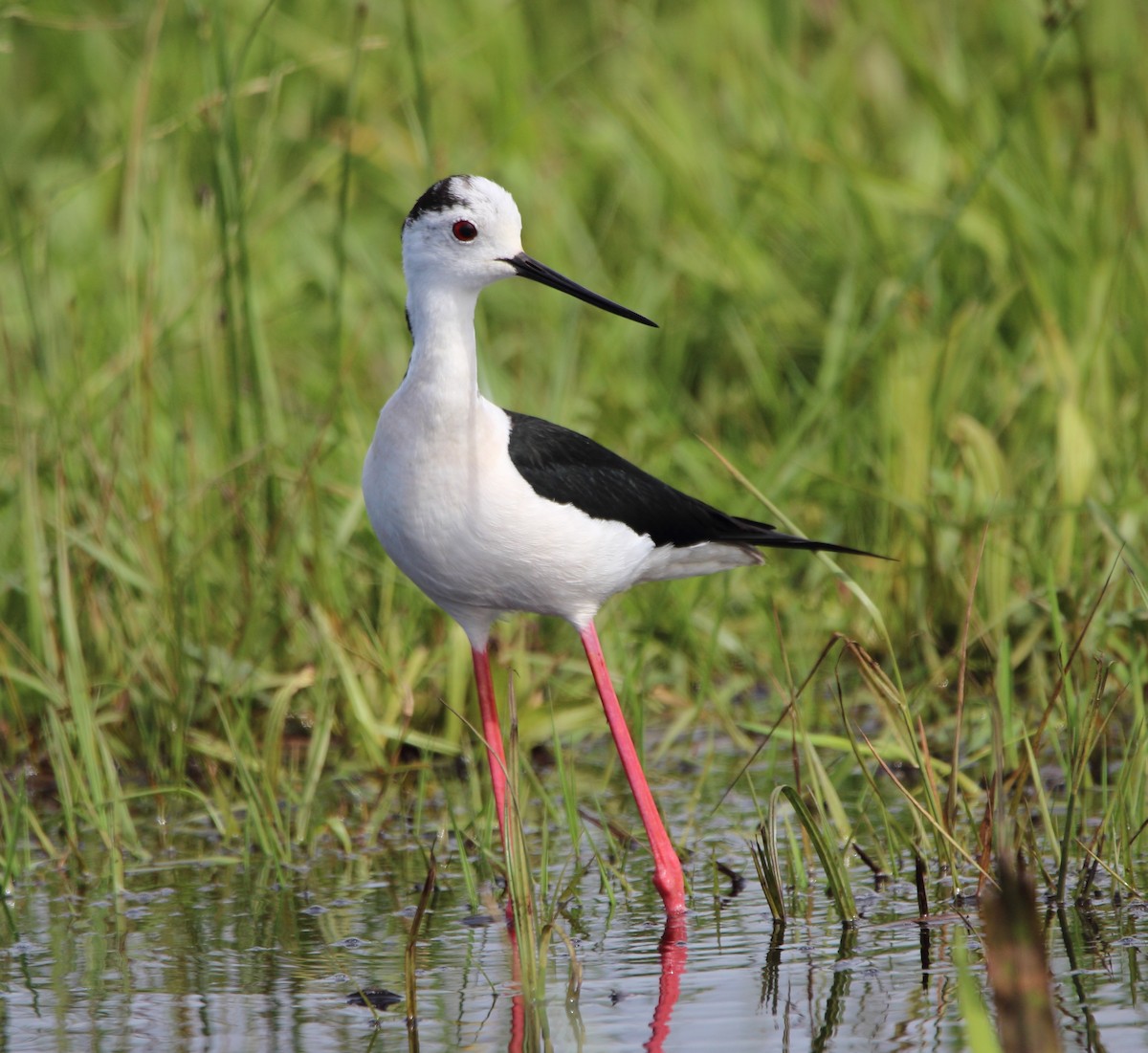 Black-winged Stilt - Pablo Miki Garcia Gonzalez