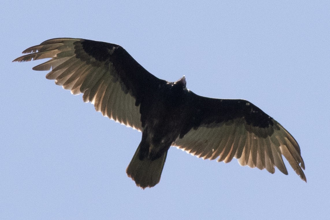 Turkey Vulture - ML619497889