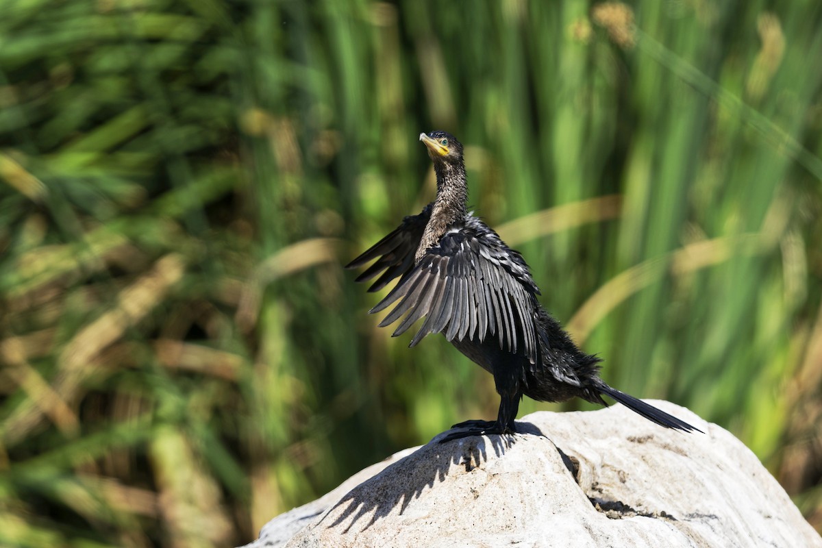 Neotropic Cormorant - Anonymous