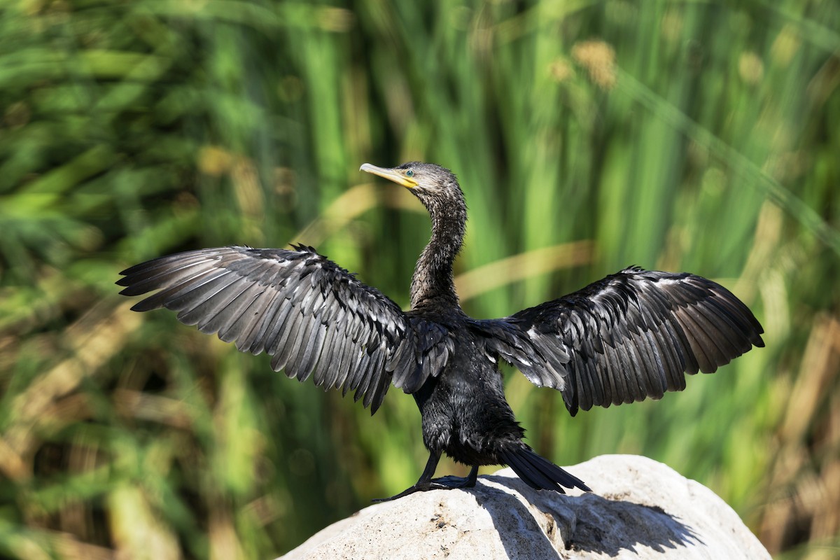 Neotropic Cormorant - Anonymous