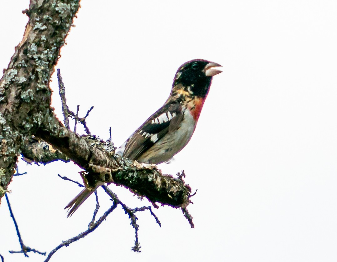 Rose-breasted Grosbeak - ML619497895