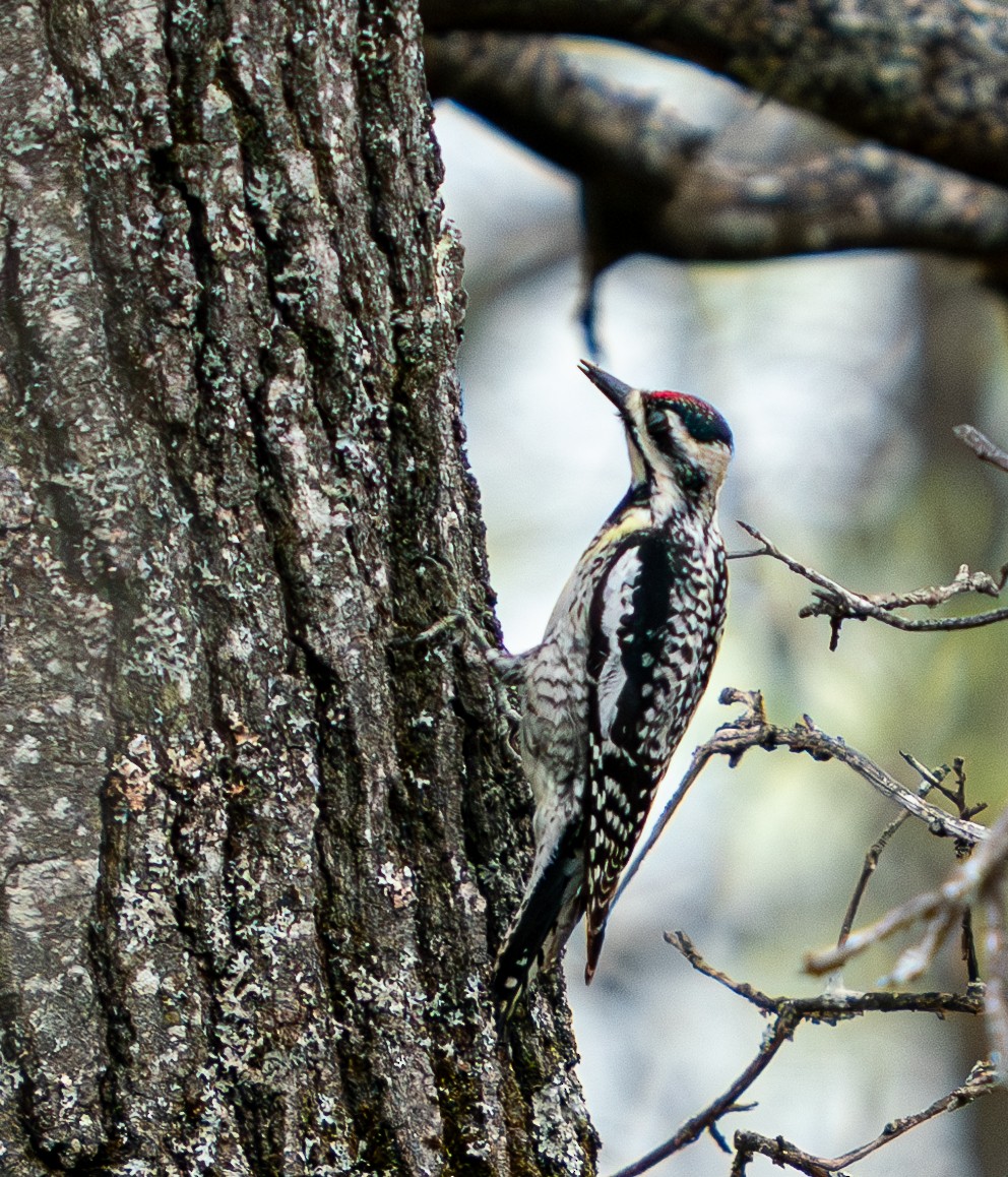 Yellow-bellied Sapsucker - ML619497896