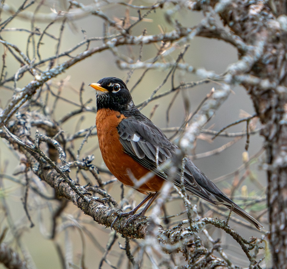 American Robin - Art Webster