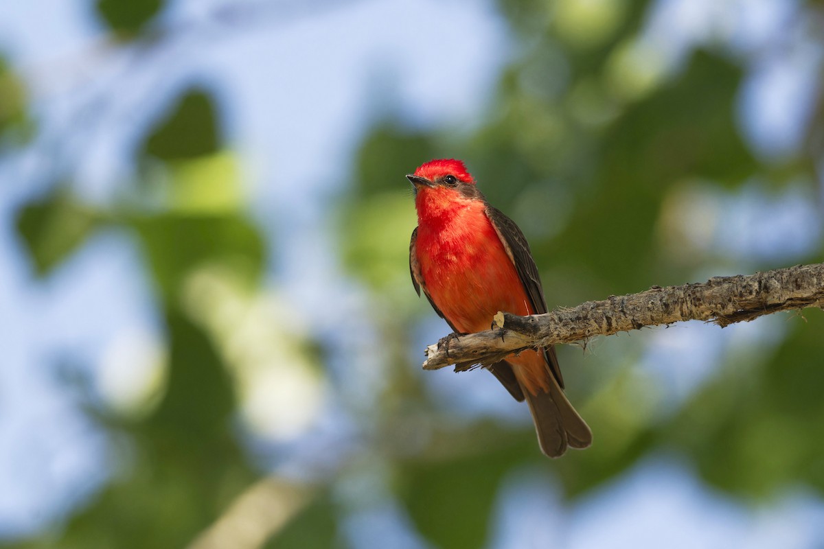 Vermilion Flycatcher - Anonymous