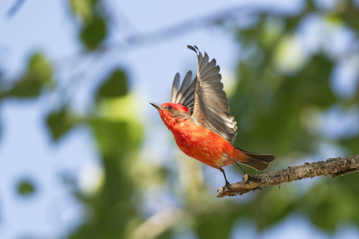 Vermilion Flycatcher - Anonymous