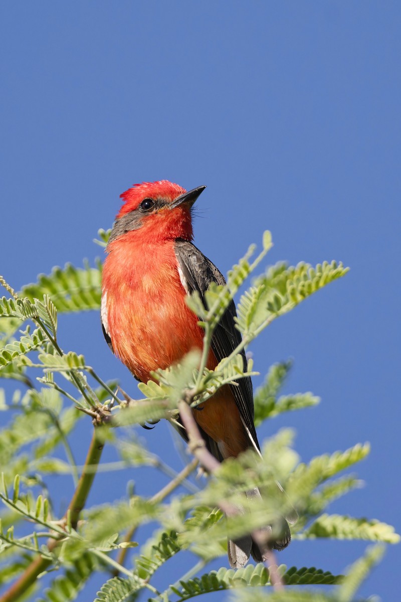 Vermilion Flycatcher - Anonymous